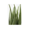 Sztuczna roślina ALOES 69 cm